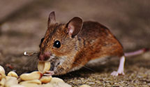24 Hour & Emergency Exterminators in Holdrege, NE